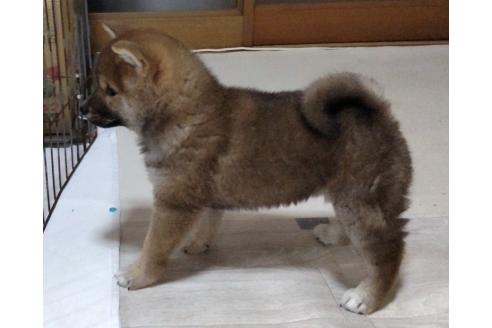 成約済の秋田県の柴犬-355719の4枚目